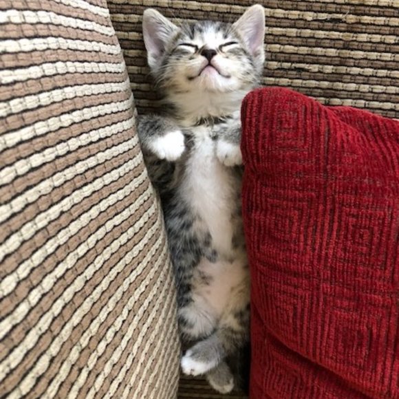 Meet your Posher, Michele - Picture 1 of 2